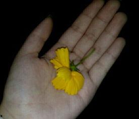 吃瓜群众现场吃瓜视频,吃瓜群众围观吃瓜盛况，视频记录全民狂欢瞬间