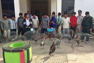 吃瓜群众斗鸡,一场全民参与的趣味盛宴