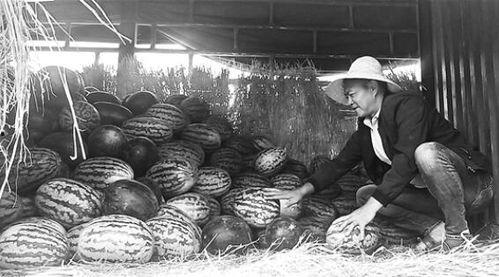 泗洪吃瓜群众事件真相揭秘,真相与背后故事