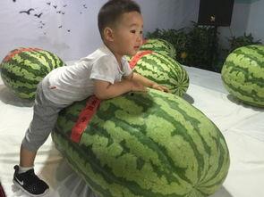 四人吃瓜群众事件,揭秘网络舆论背后的真相