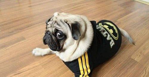 吃瓜群众的老巴哥是谁呀,老巴哥是谁？