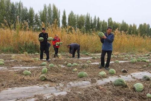 老营盘镇吃瓜群众事迹简介